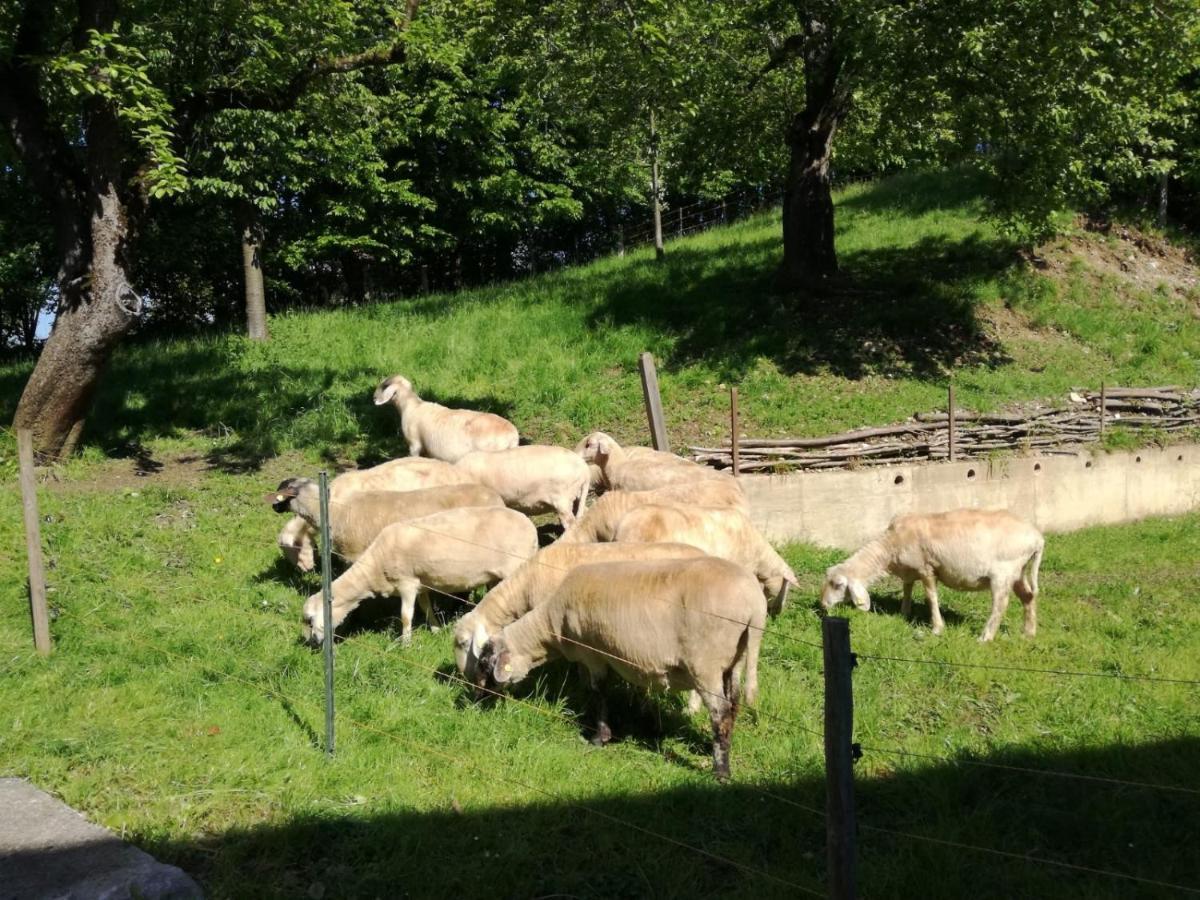 Landhof Ella - Ferienhaus Vor Den Toren Salzburgs Petting Luaran gambar